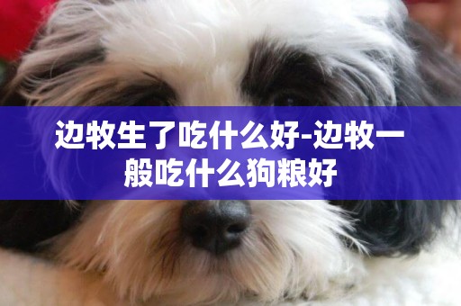 邊牧生了吃什么好-邊牧一般吃什么狗糧好