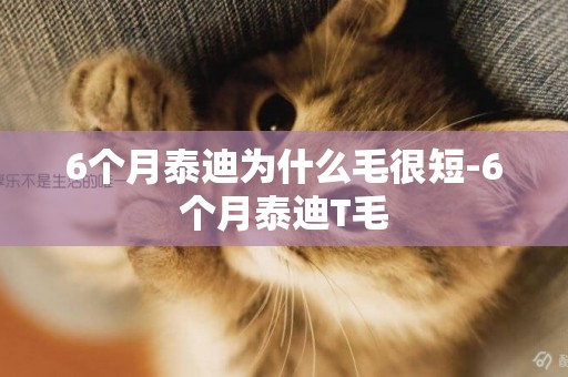 6個月泰迪為什么毛很短-6個月泰迪T毛