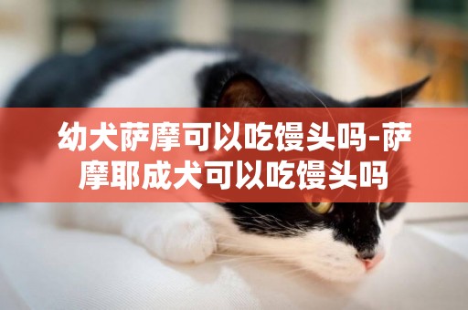 幼犬薩摩可以吃饅頭嗎-薩摩耶成犬可以吃饅頭嗎
