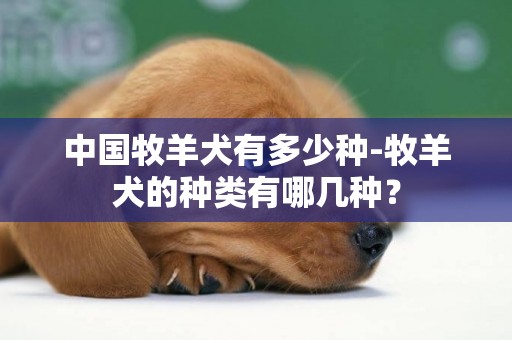 中國牧羊犬有多少種-牧羊犬的種類有哪幾種？
