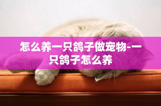 怎么養一只鴿子做寵物-一只鴿子怎么養