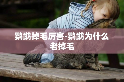 鸚鵡掉毛厲害-鸚鵡為什么老掉毛