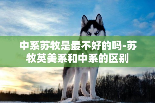 中系蘇牧是最不好的嗎-蘇牧英美系和中系的區別