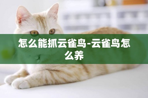 怎么能抓云雀鳥-云雀鳥怎么養
