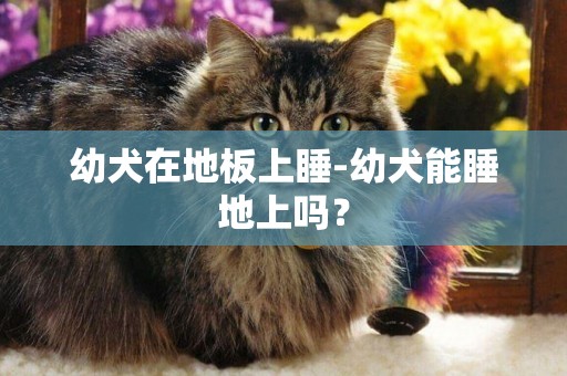 幼犬在地板上睡-幼犬能睡地上嗎？