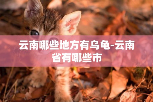 云南哪些地方有烏龜-云南省有哪些市