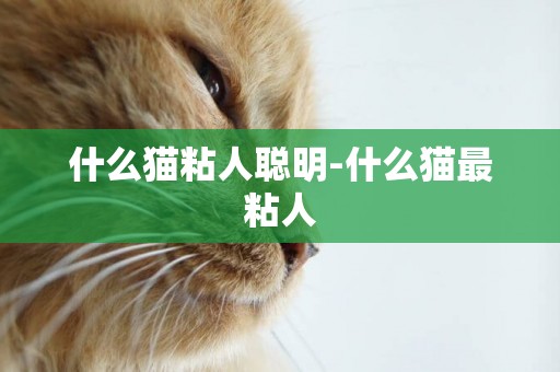 什么貓粘人聰明-什么貓最粘人