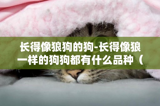 長得像狼狗的狗-長得像狼一樣的狗狗都有什么品種（越多越好）？