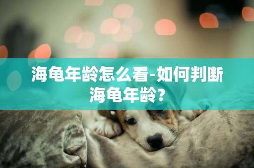 海龜年齡怎么看-如何判斷海龜年齡？