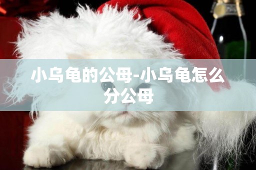 小烏龜的公母-小烏龜怎么分公母