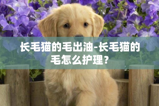 長毛貓的毛出油-長毛貓的毛怎么護理？