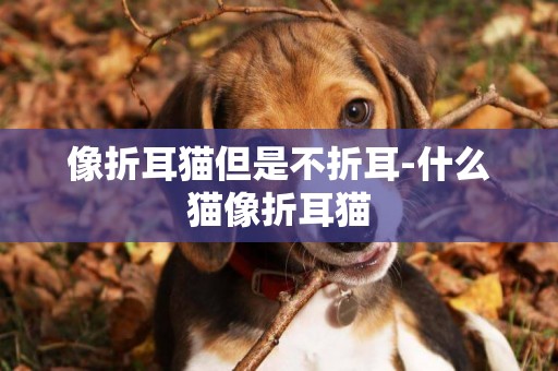 像折耳貓但是不折耳-什么貓像折耳貓