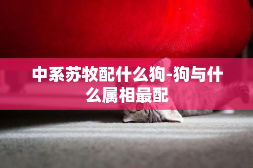 中系蘇牧配什么狗-狗與什么屬相最配