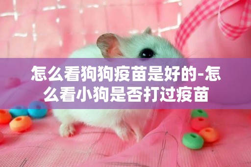 怎么看狗狗疫苗是好的-怎么看小狗是否打過疫苗