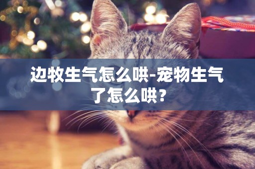 邊牧生氣怎么哄-寵物生氣了怎么哄？