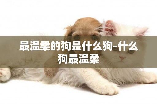 最溫柔的狗是什么狗-什么狗最溫柔