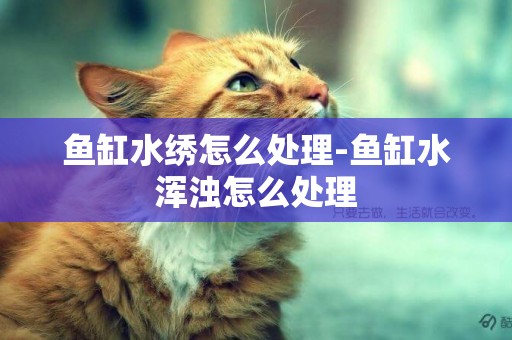 魚缸水繡怎么處理-魚缸水渾濁怎么處理