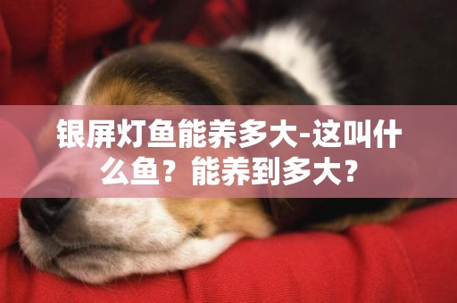 銀屏燈魚能養多大-這叫什么魚？能養到多大？