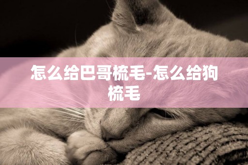怎么給巴哥梳毛-怎么給狗梳毛