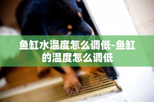 魚缸水溫度怎么調低-魚缸的溫度怎么調低