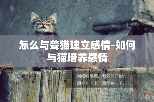 怎么與聾貓建立感情-如何與貓培養感情