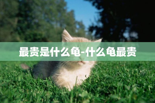 最貴是什么龜-什么龜最貴