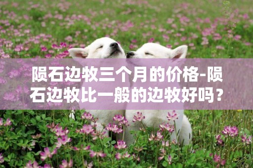 隕石邊牧三個月的價格-隕石邊牧比一般的邊牧好嗎？