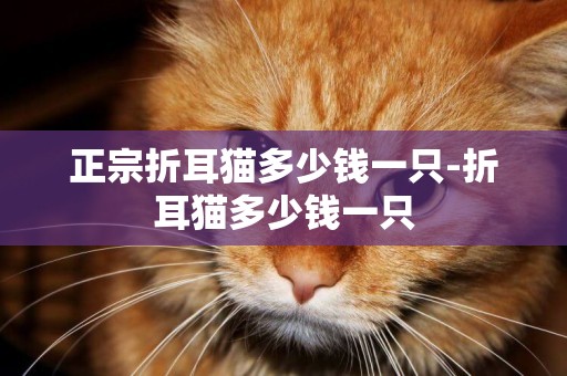 正宗折耳貓多少錢一只-折耳貓多少錢一只