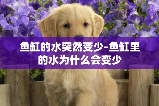魚缸的水突然變少-魚缸里的水為什么會變少