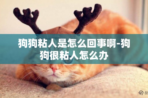 狗狗粘人是怎么回事啊-狗狗很粘人怎么辦