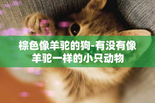 棕色像羊駝的狗-有沒有像羊駝一樣的小只動物