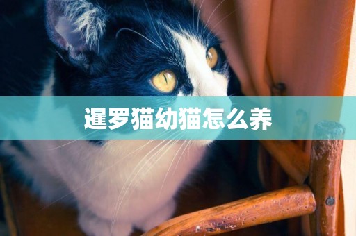暹羅貓幼貓怎么養
