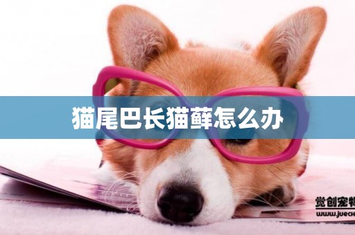貓尾巴長貓蘚怎么辦