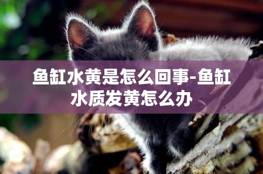 魚缸水黃是怎么回事-魚缸水質發黃怎么辦