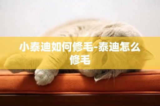小泰迪如何修毛-泰迪怎么修毛
