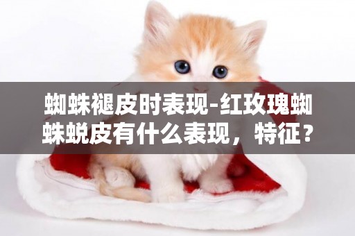 蜘蛛褪皮時表現-紅玫瑰蜘蛛蛻皮有什么表現，特征？蛻皮時注意什么？蛻皮后注意什么？頭胸7到8厘米的蜘蛛