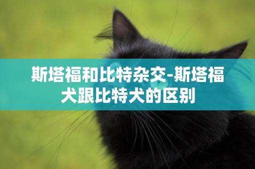 斯塔福和比特雜交-斯塔福犬跟比特犬的區別