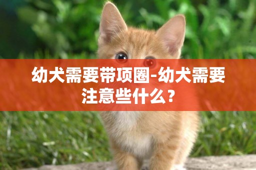 幼犬需要帶項圈-幼犬需要注意些什么？