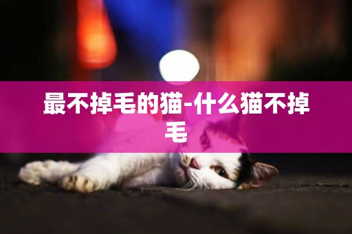 最不掉毛的貓-什么貓不掉毛