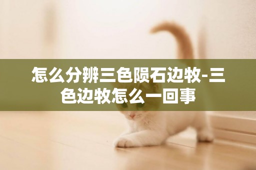 怎么分辨三色隕石邊牧-三色邊牧怎么一回事