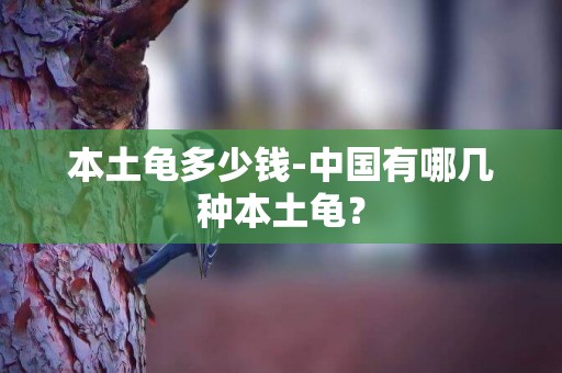 本土龜多少錢-中國有哪幾種本土龜？