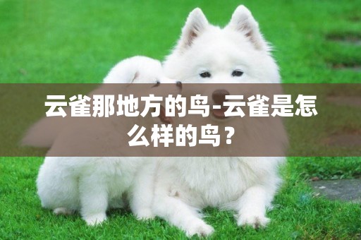 云雀那地方的鳥-云雀是怎么樣的鳥？
