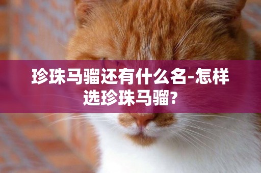 珍珠馬騮還有什么名-怎樣選珍珠馬騮?