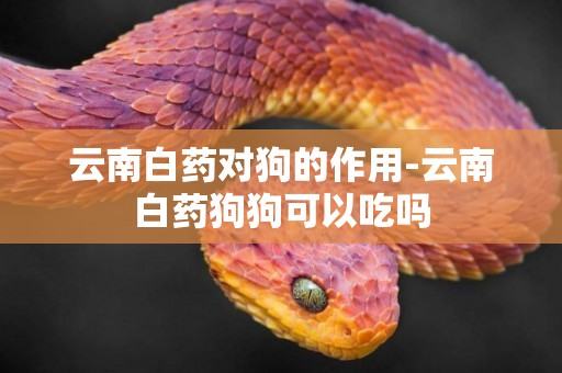 云南白藥對狗的作用-云南白藥狗狗可以吃嗎