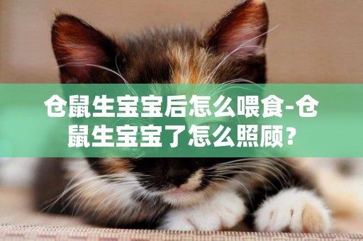 倉鼠生寶寶后怎么喂食-倉鼠生寶寶了怎么照顧？