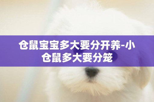 倉鼠寶寶多大要分開養-小倉鼠多大要分籠