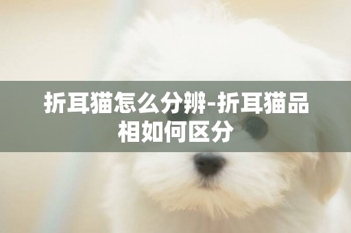 折耳貓怎么分辨-折耳貓品相如何區分