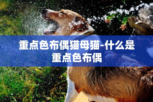 重點色布偶貓母貓-什么是重點色布偶