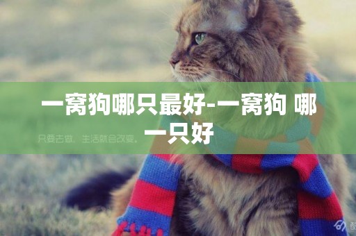 一窩狗哪只最好-一窩狗 哪一只好