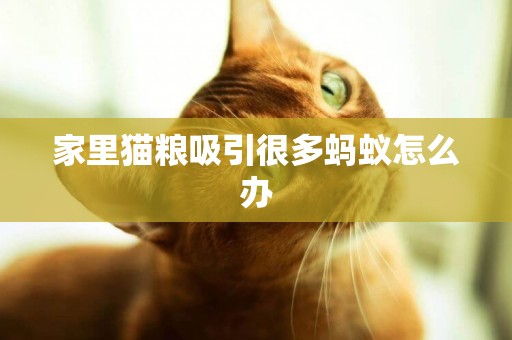 家里貓糧吸引很多螞蟻怎么辦
